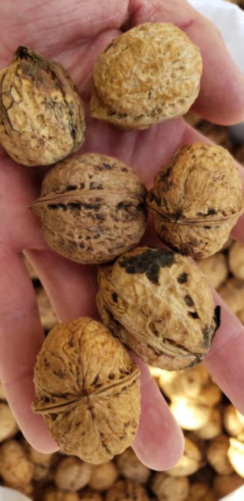 薄皮核桃新疆核桃185核桃厂家批发直供价格实惠