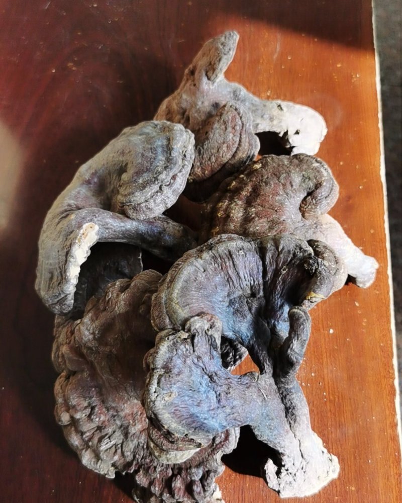 仙人掌固体饮料，