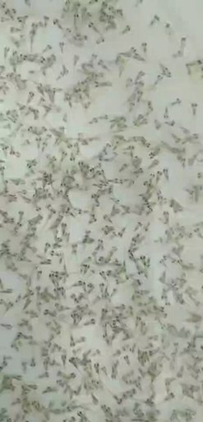 【推荐】南美对白虾苗/量大从优全国包邮