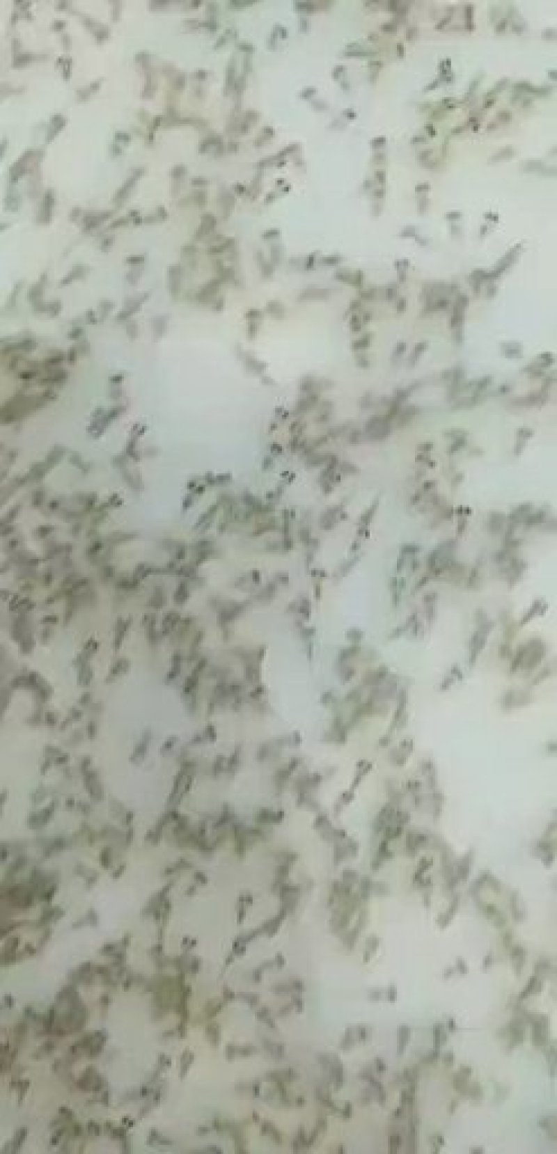 【推荐】南美对白虾苗/量大从优全国包邮