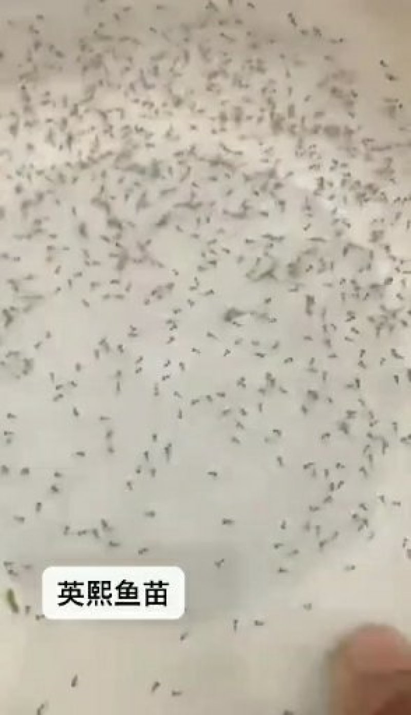 【推荐】南美对白虾苗/量大从优全国包邮