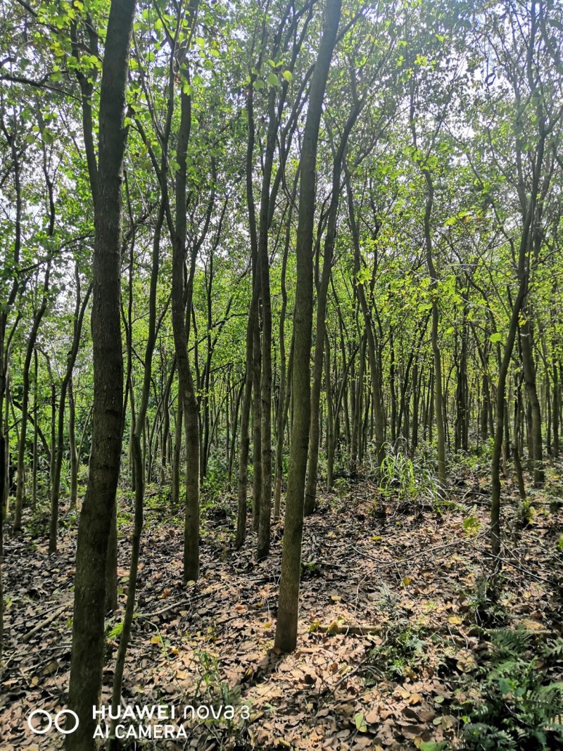 宫粉洋紫荆，自己种植苗场