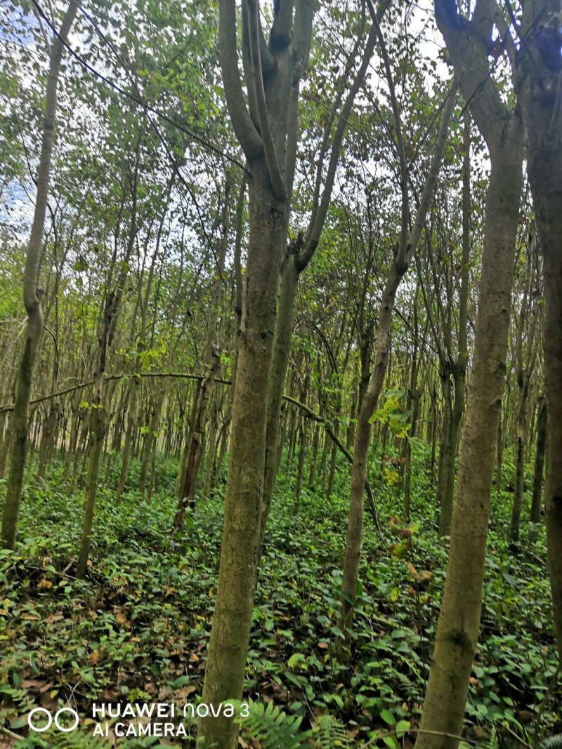 宫粉洋紫荆，自己种植苗场