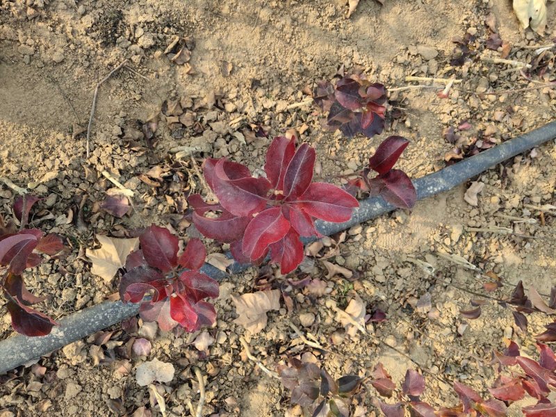 自家苗圃出售【彩叶豆梨秋火焰】，保证品种纯正，价格美丽，