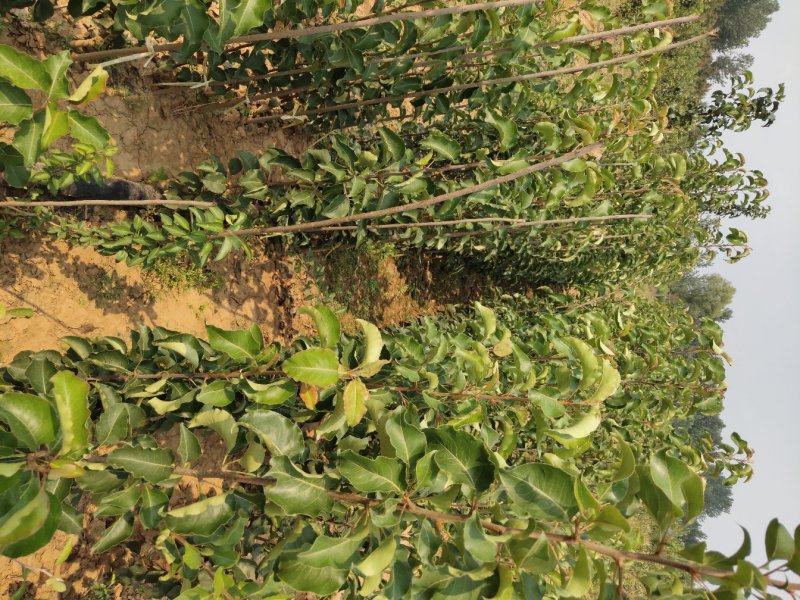 自家苗圃出售【彩叶豆梨秋火焰】，保证品种纯正，价格美丽，