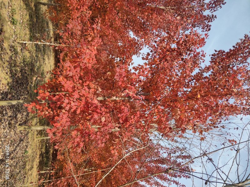 自家苗圃出售美国红枫秋火焰，品种纯正保证成活率一手货源