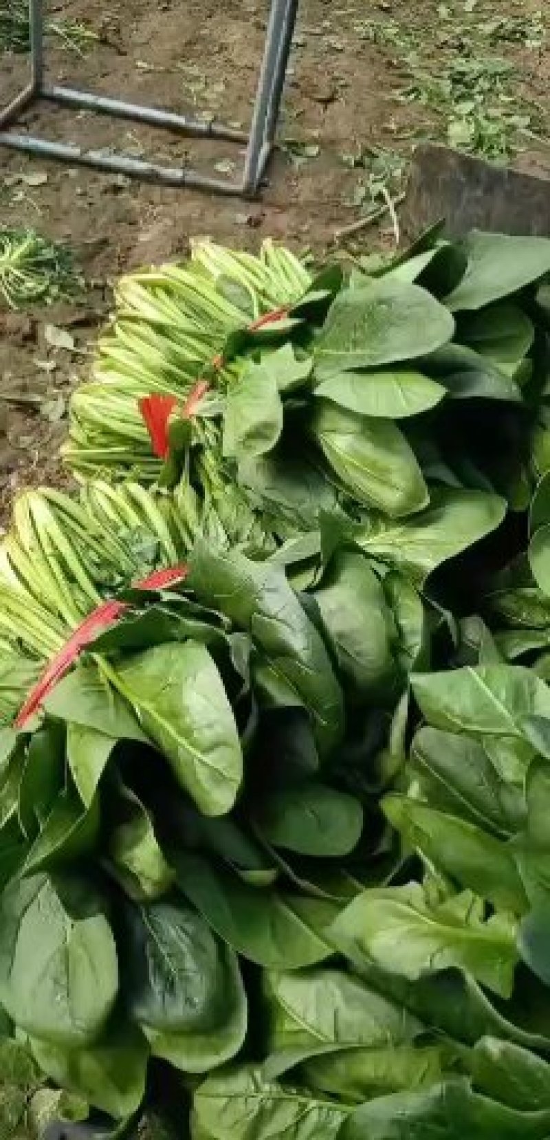 河北菠菜大叶，诚信经营，专业产地代收带办