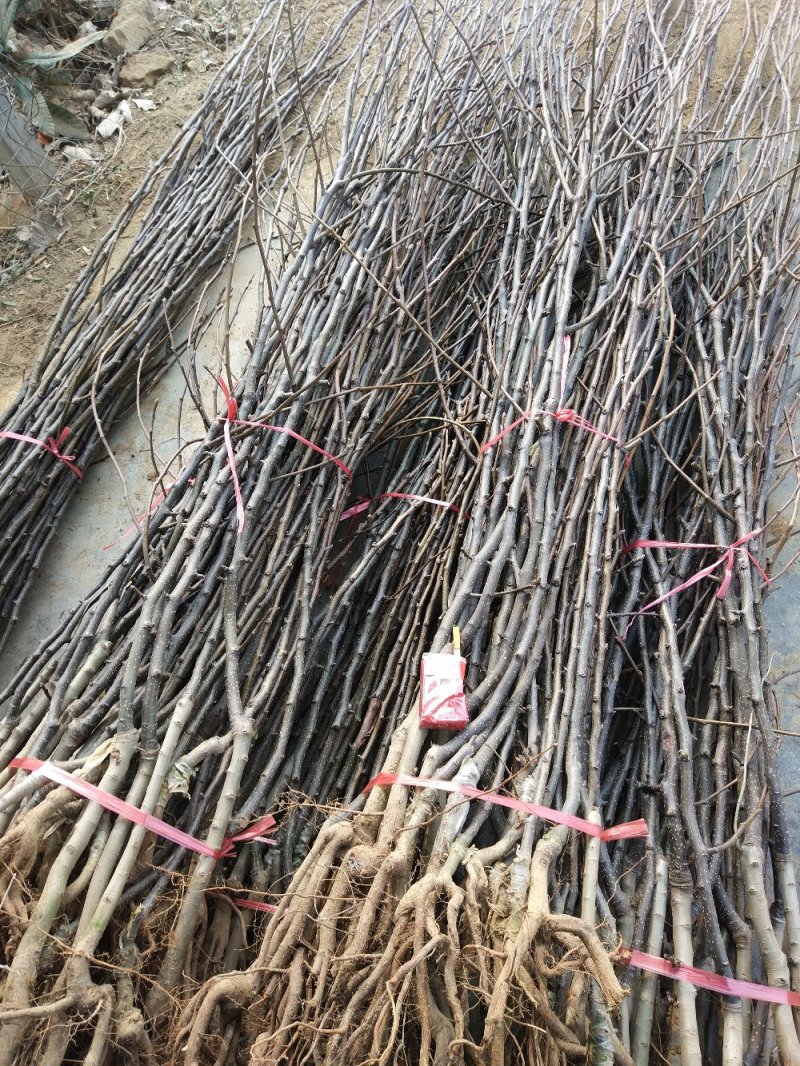 占地梨苗，不讲品种，量大8毛一棵(3万棵起步)！