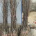 占地梨苗，不讲品种，量大8毛一棵(3万棵起步)！