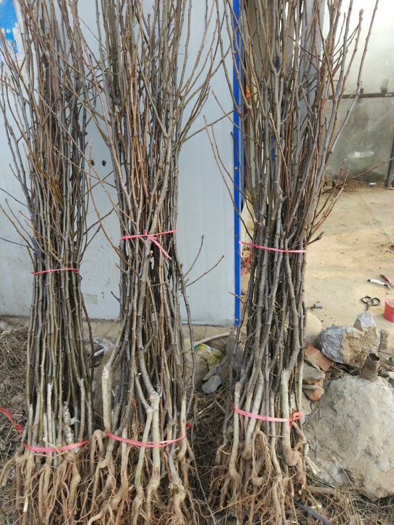 占地梨苗，不讲品种，量大8毛一棵(3万棵起步)！
