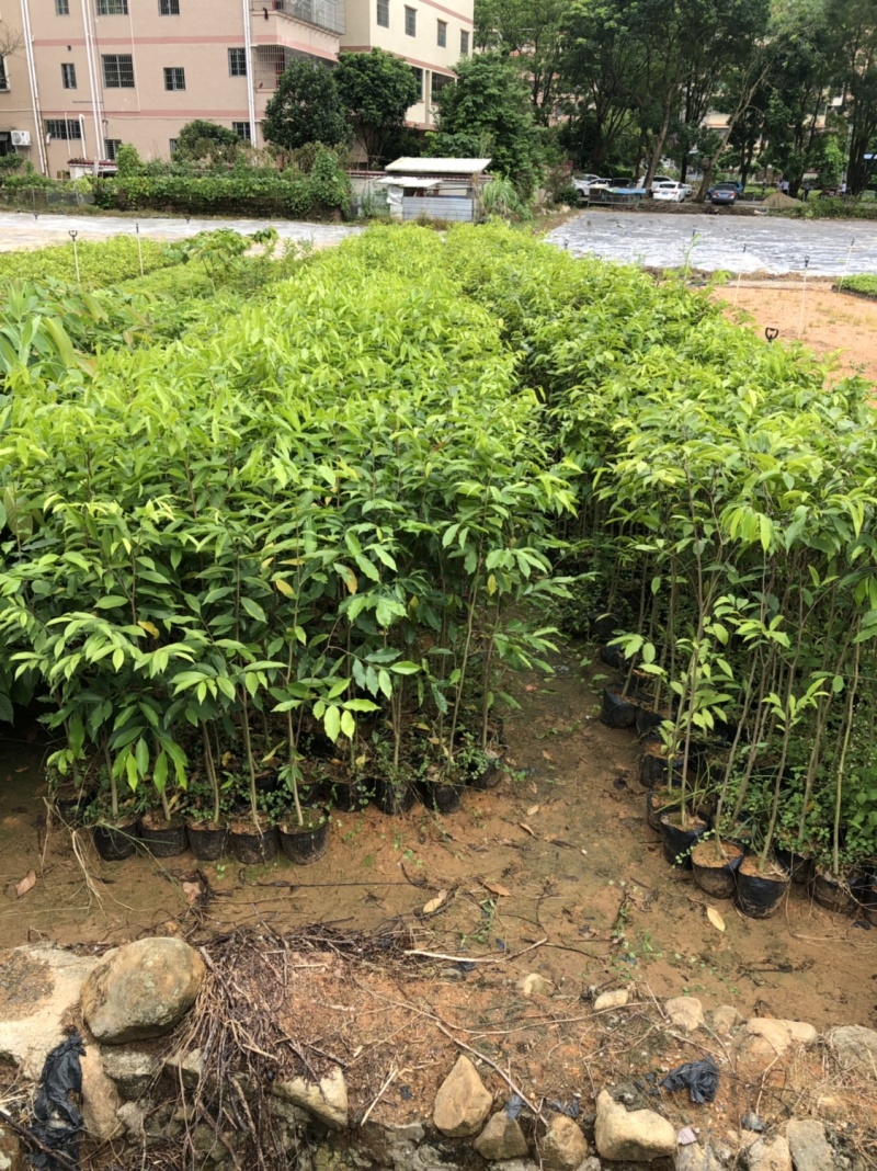 正宗海南沉香树苗原土带叶发货
