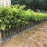 正宗海南沉香树苗原土带叶发货