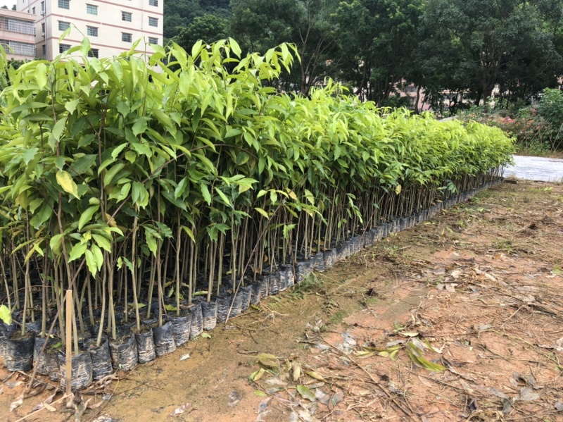 正宗海南沉香树苗原土带叶发货