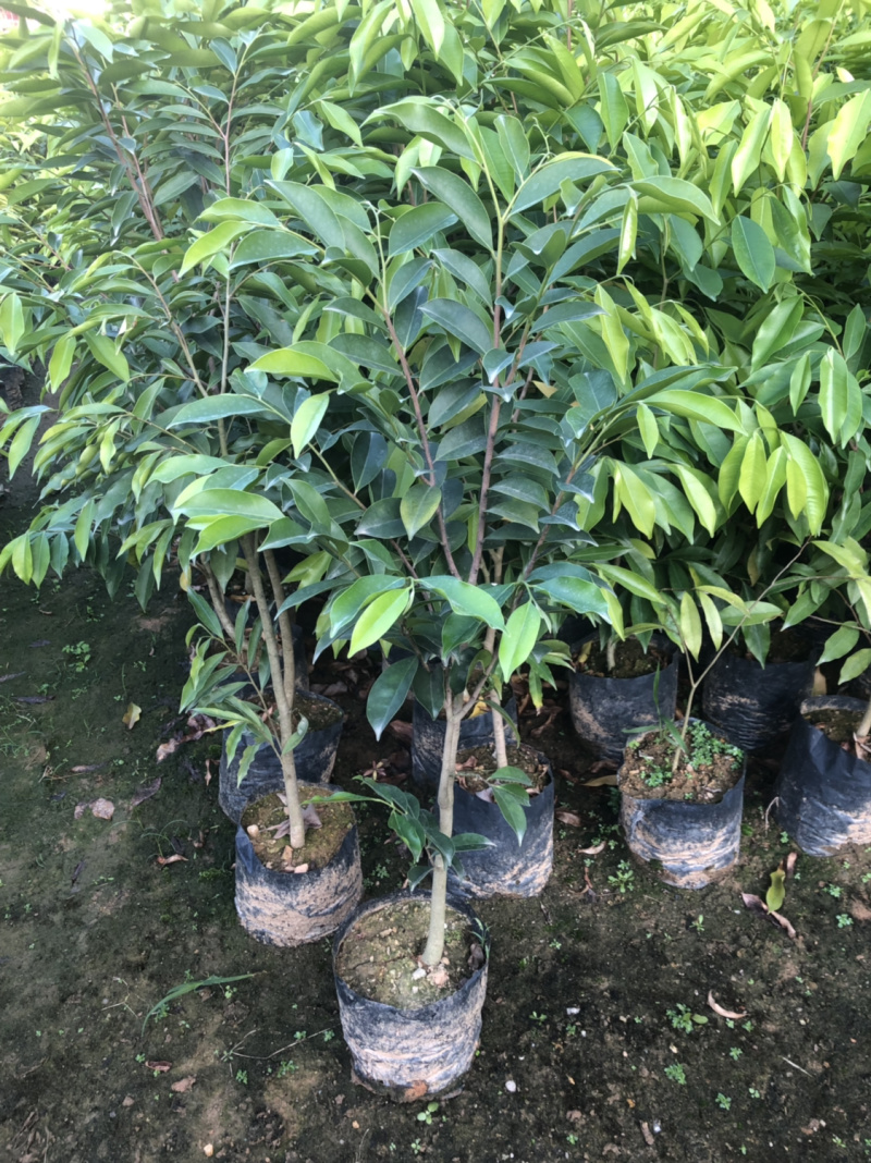 正宗海南沉香树苗原土带叶发货