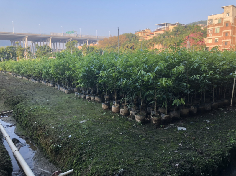 正宗海南沉香树苗原土带叶发货