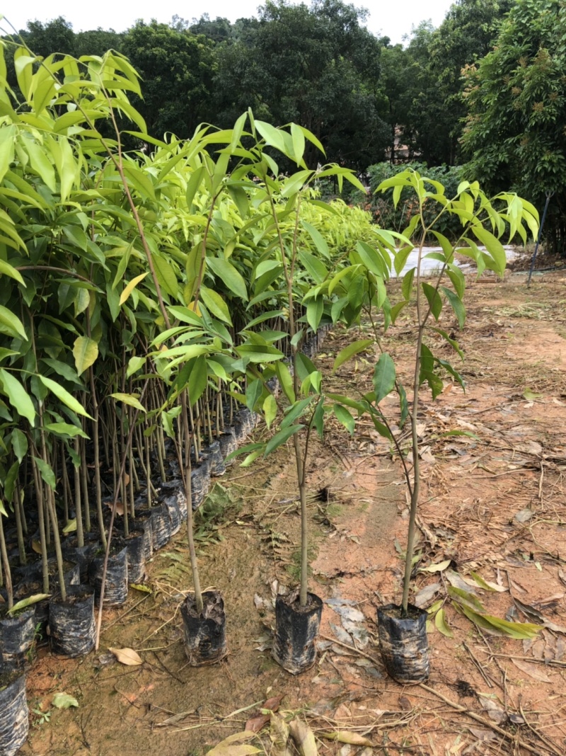 正宗海南沉香树苗原土带叶发货