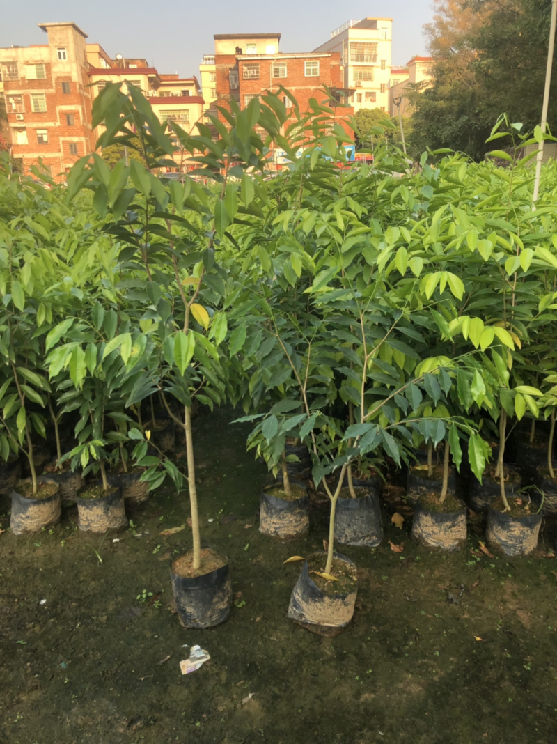 正宗海南沉香树苗原土带叶发货