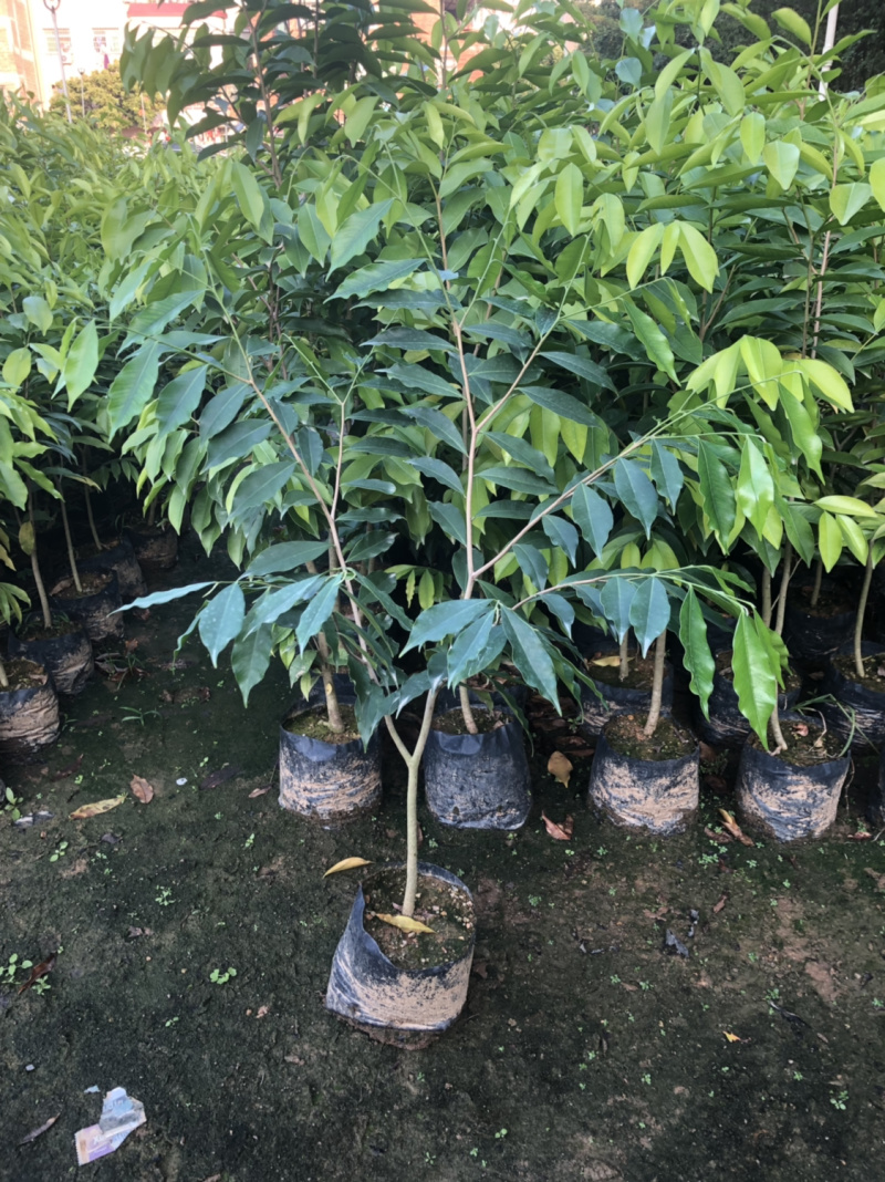 正宗海南沉香树苗原土带叶发货