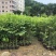 正宗海南沉香树苗原土带叶发货