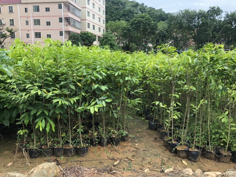 正宗海南沉香树苗原土带叶发货