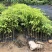 正宗海南沉香树苗原土带叶发货