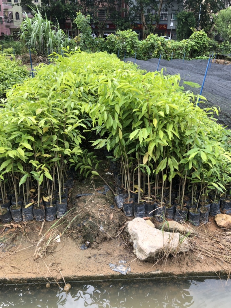 正宗海南沉香树苗原土带叶发货