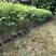 正宗海南沉香树苗原土带叶发货
