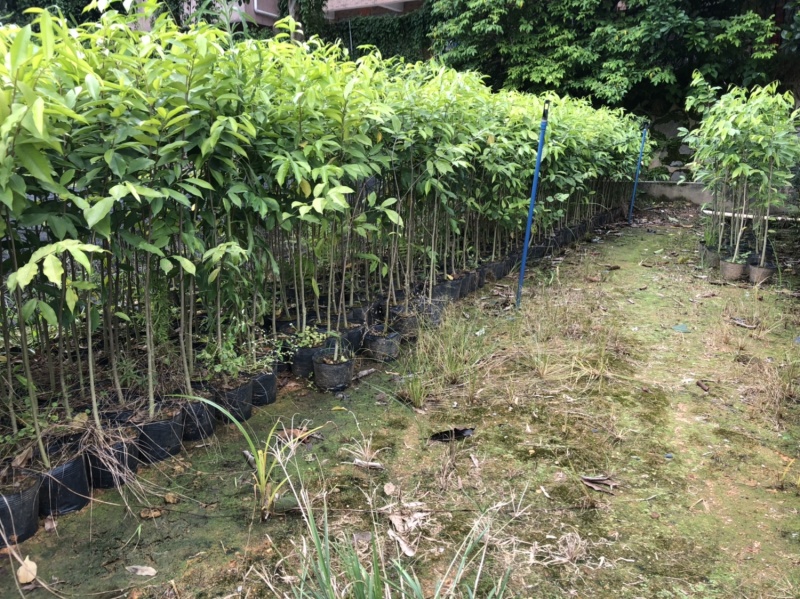 正宗海南沉香树苗原土带叶发货