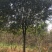 桂花桂花桂花桂花桂花桂花15cm