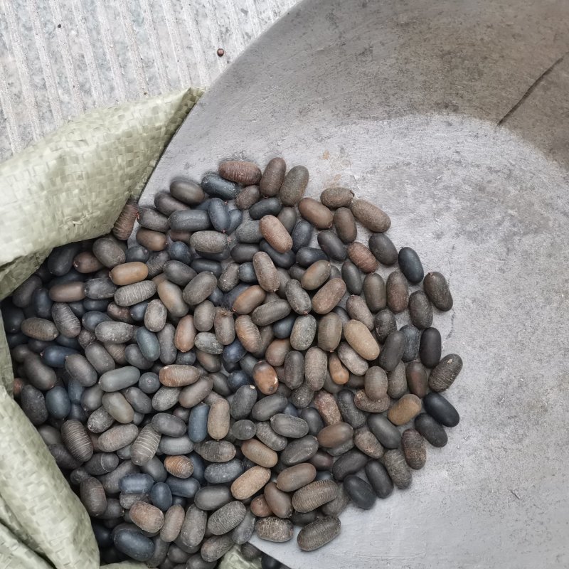 双肾子石莲子中药材男性泡酒材料