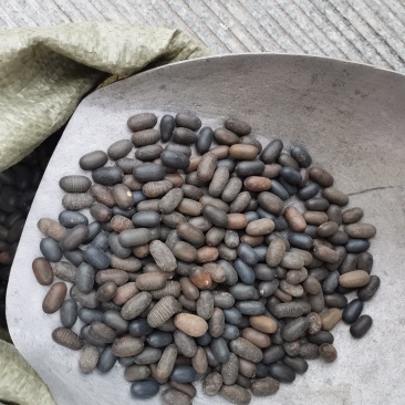 双肾子石莲子中药材男性泡酒材料