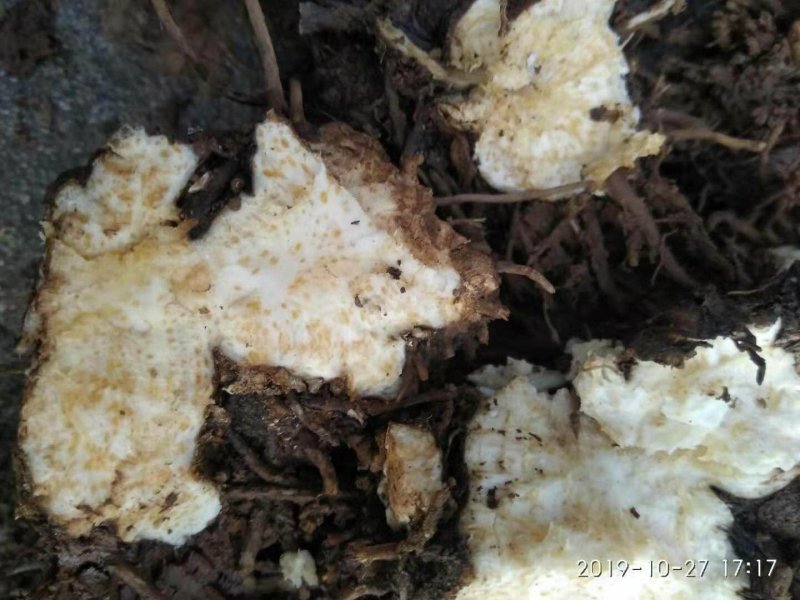 苍术，品种高产，两年收，好管理，提供技术，包回收！