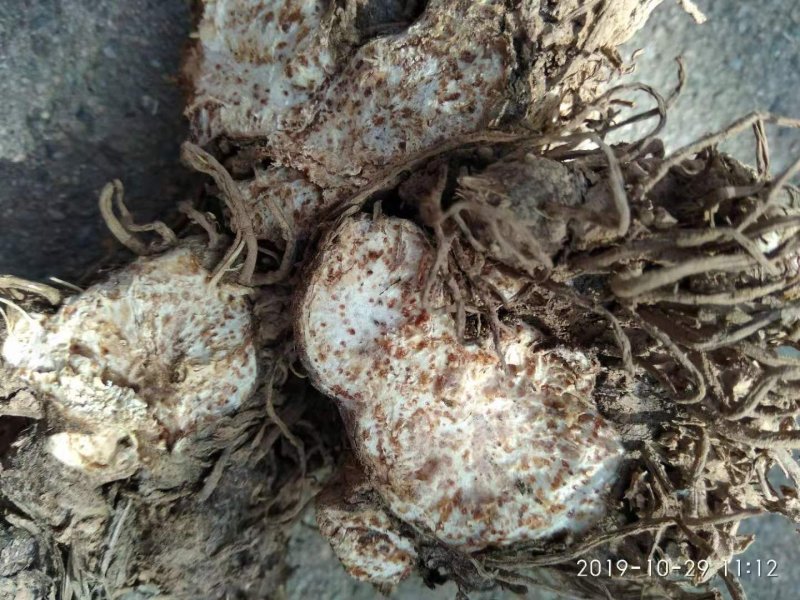苍术种苗！，两年收，产量高好成活，效益高，上门回收！