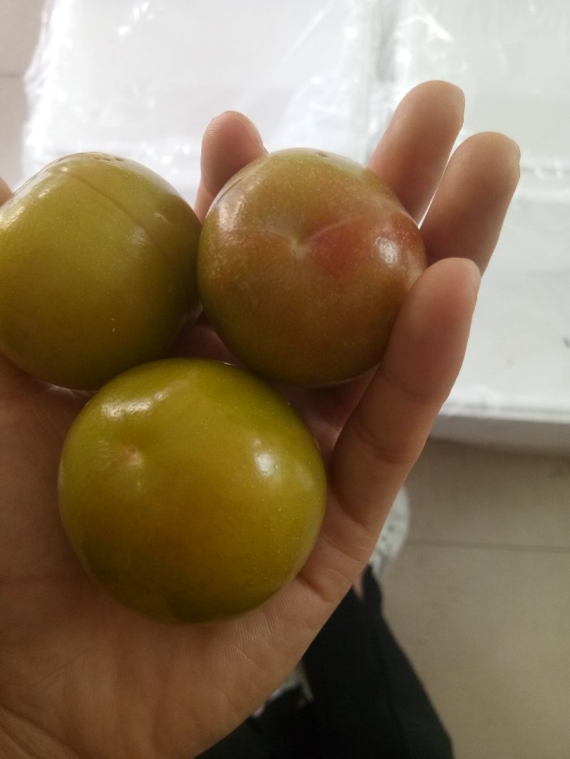 云南三月李大量上市