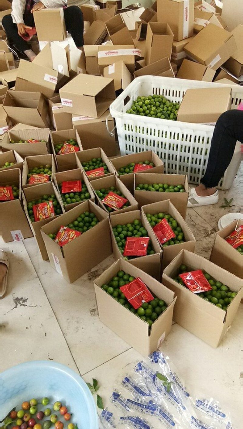云南三月李大量上市