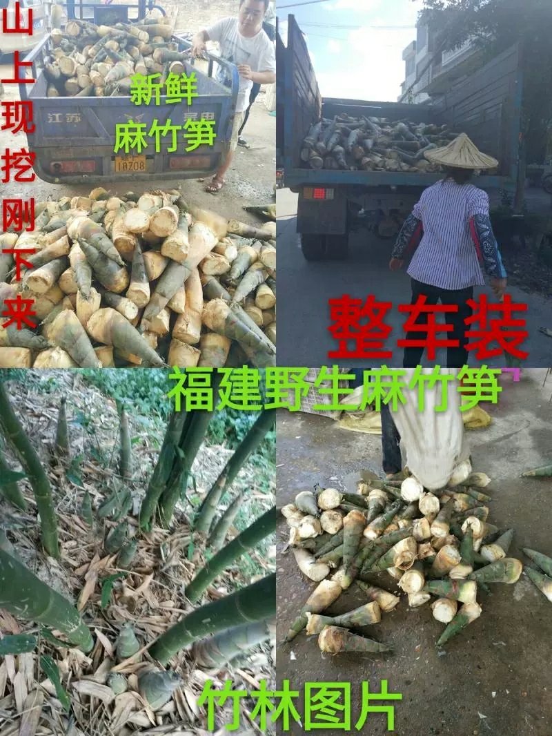酸笋5斤包邮螺蛳粉酸笋丝酸笋块酸笋尖批