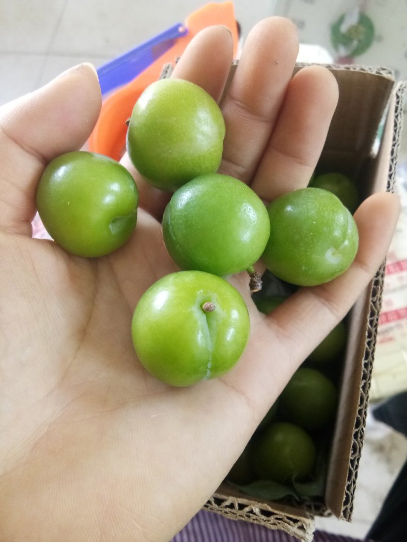 云南三月李大量上市