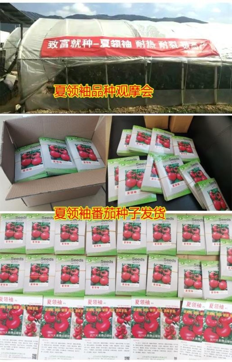 西红柿种子抗高温硬粉抗病大番茄种子番茄种孑