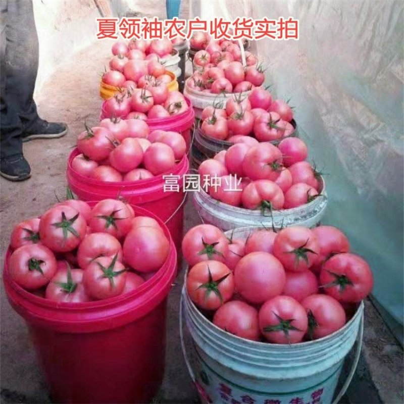 西红柿种子抗高温硬粉抗病大番茄种子番茄种孑