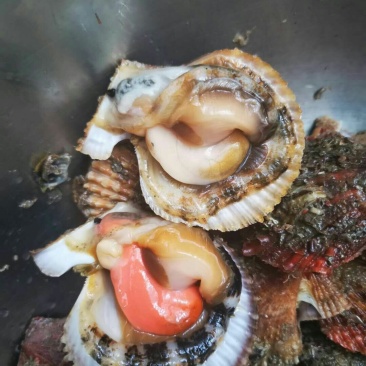 红扇贝