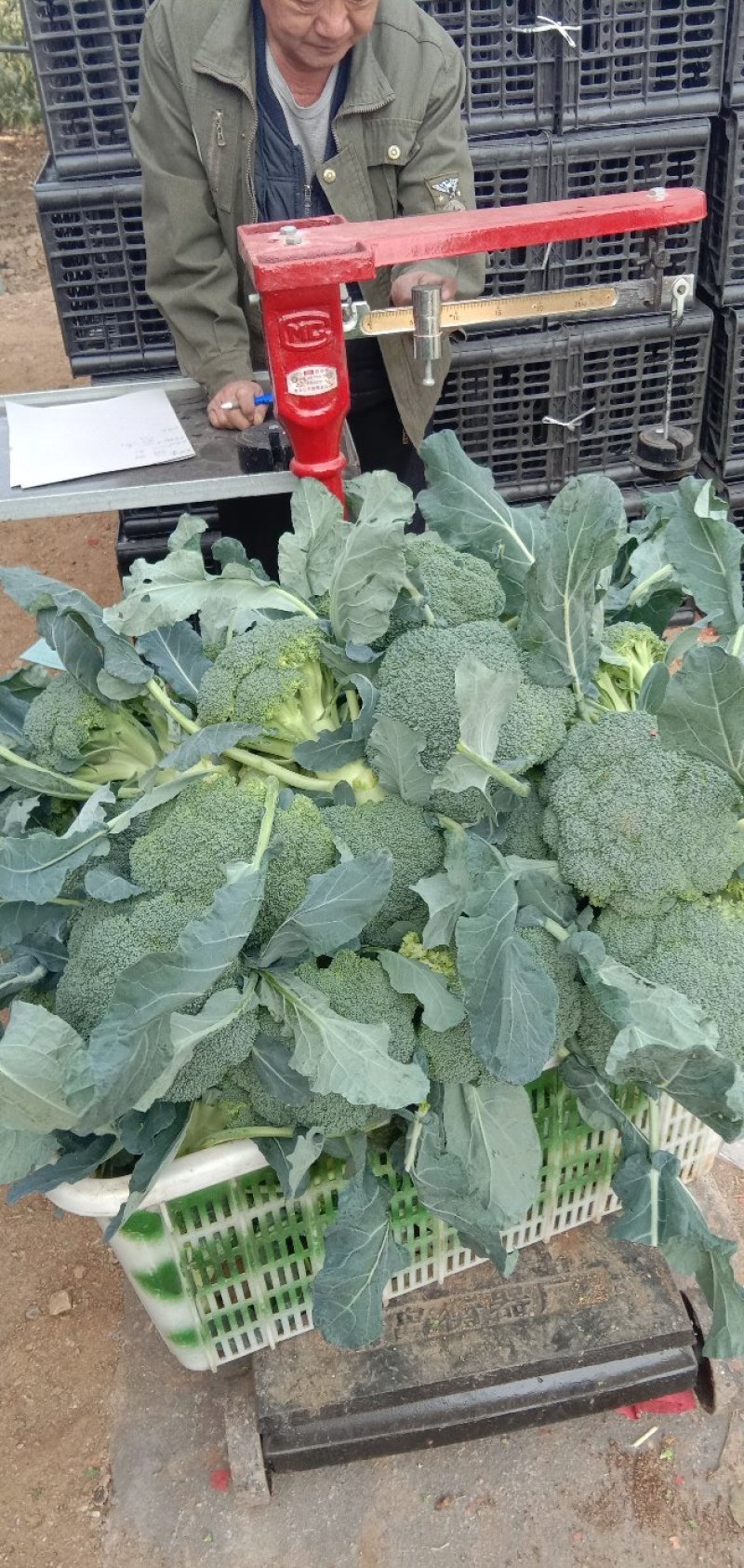 【优质】西兰花〔产地直供〕新鲜蔬菜品质保障专业代办