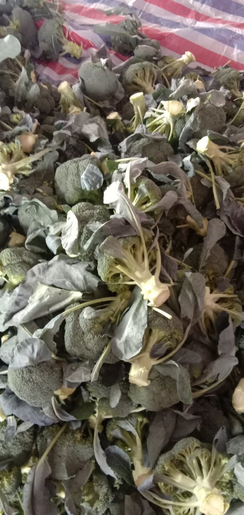 【优质】西兰花〔产地直供〕新鲜蔬菜品质保障专业代办