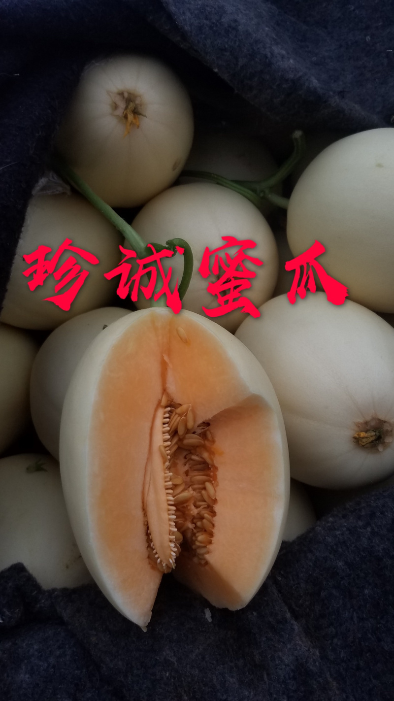 百万亩脆梨甜瓜翠梨甜瓜红金蜜甜瓜大量供应实力代办