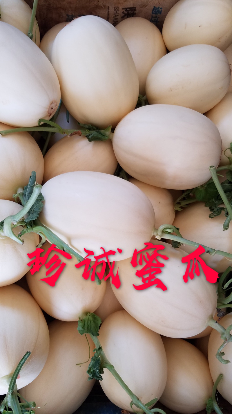 百万亩脆梨甜瓜翠梨甜瓜红金蜜甜瓜大量供应实力代办