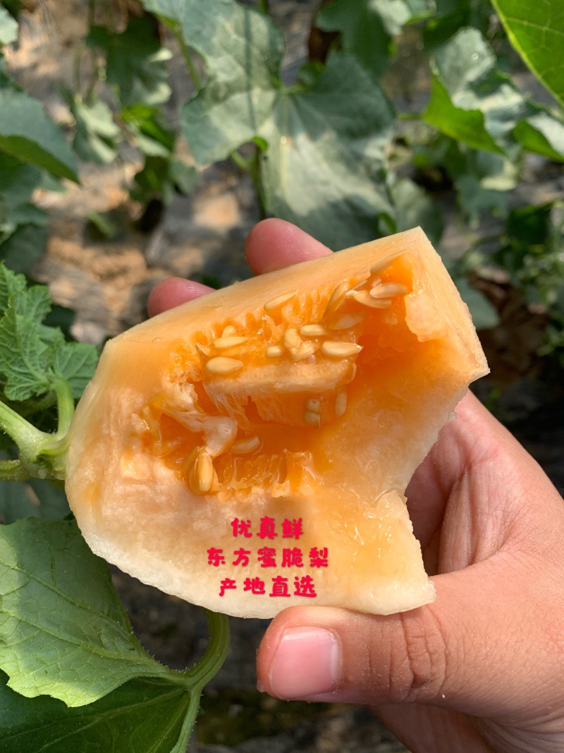 红金蜜万亩产地质量好口感好对接市场