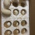 受精种鹅蛋，狮头种蛋可孵化，受精率90%