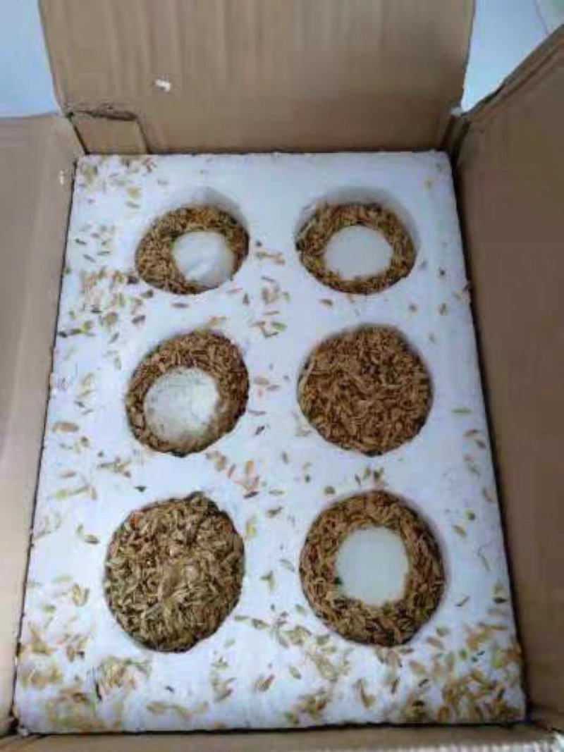 受精种鹅蛋，狮头种蛋可孵化，受精率90%