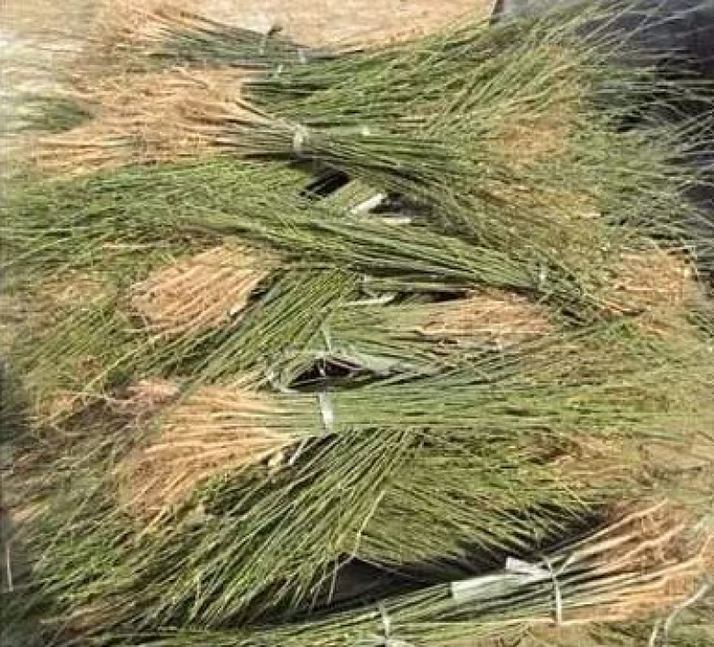 国槐苗免费包邮全部现挖现卖包邮提供发货