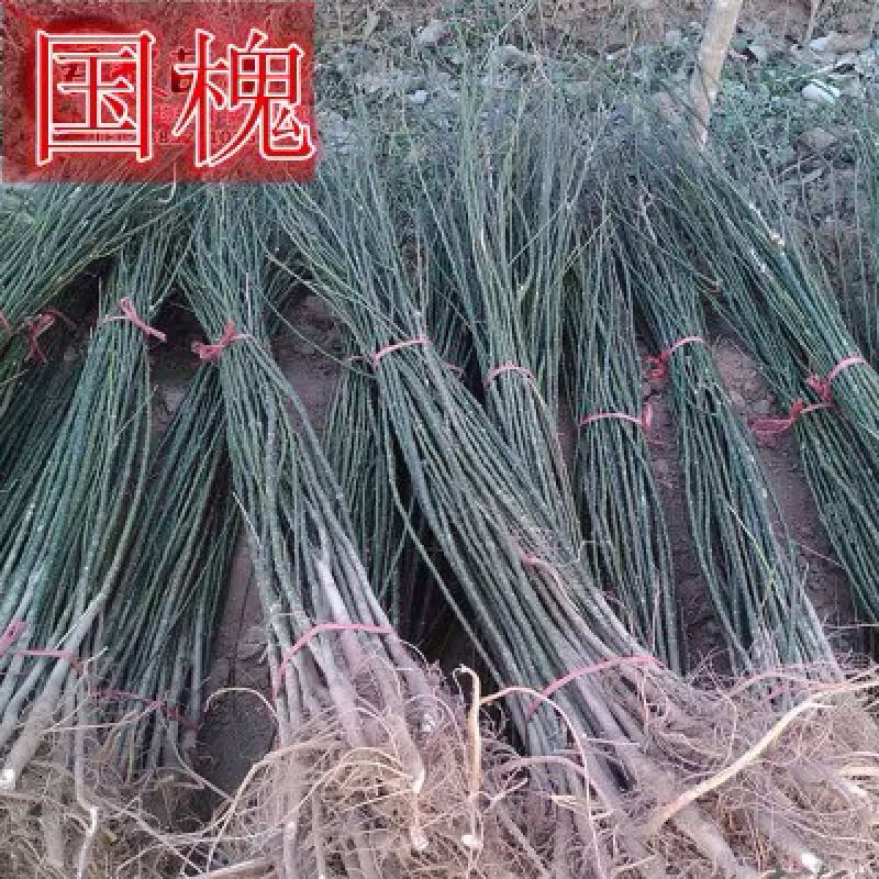 国槐苗免费包邮全部现挖现卖包邮提供发货