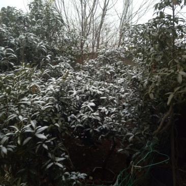 柿子树